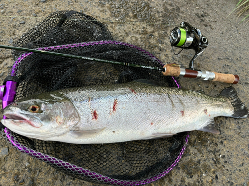 ニジマスの釣果