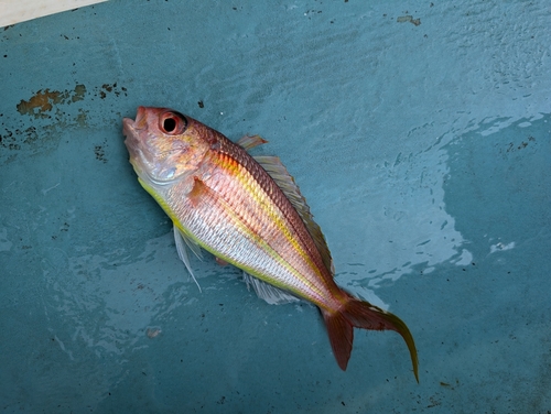 イトヨリダイの釣果