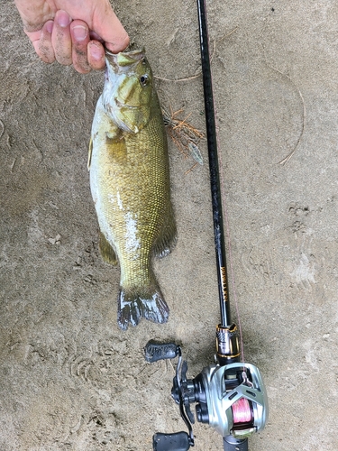 スモールマウスバスの釣果