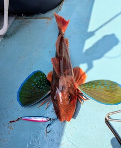 ホウボウの釣果