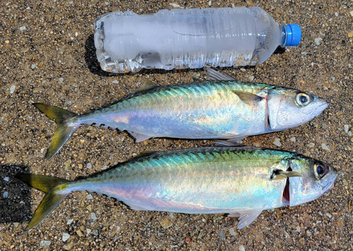 サバの釣果