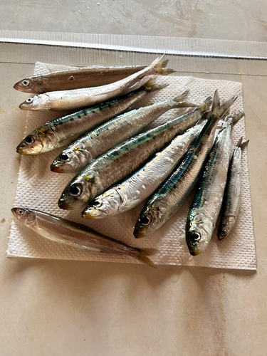 イワシの釣果