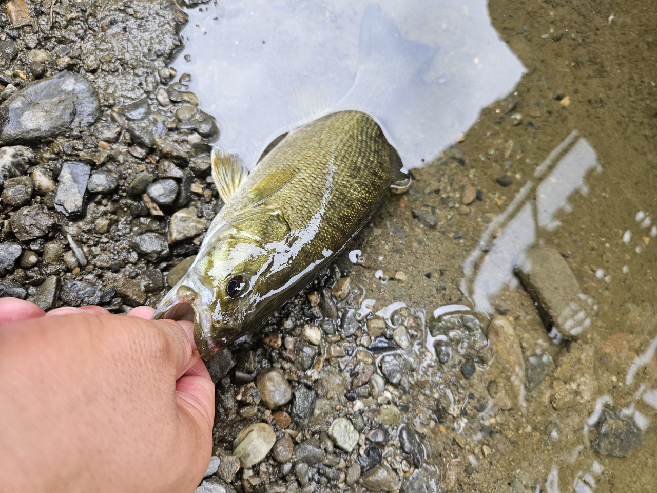 スモールマウスバス