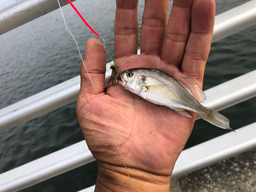 イシモチの釣果