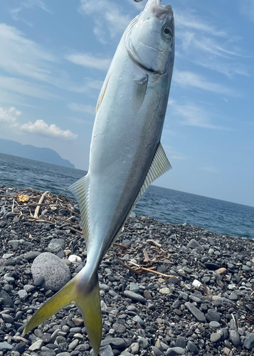 ワカシの釣果