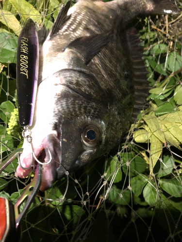 チヌの釣果