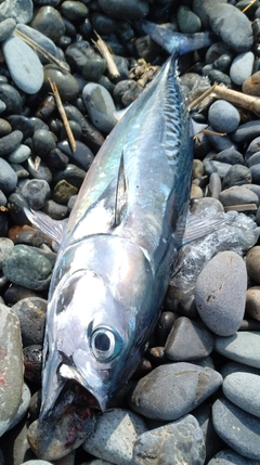 マルソウダの釣果