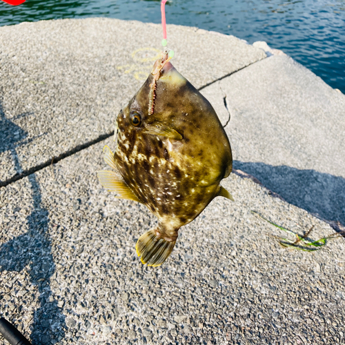 カワハギの釣果