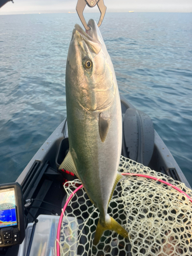 ワラサの釣果