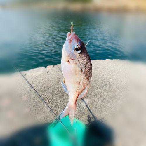 タイの釣果