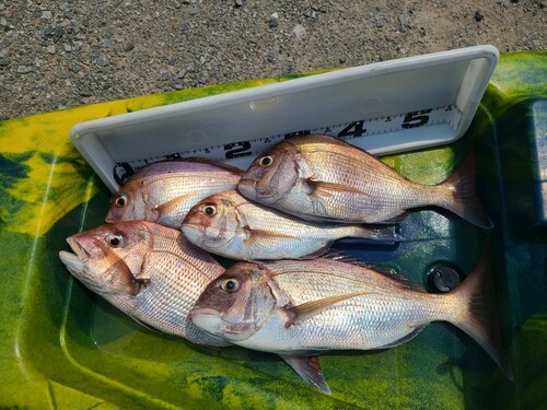 タイの釣果