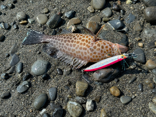 オオモンハタの釣果