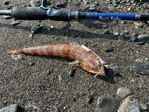 エソの釣果