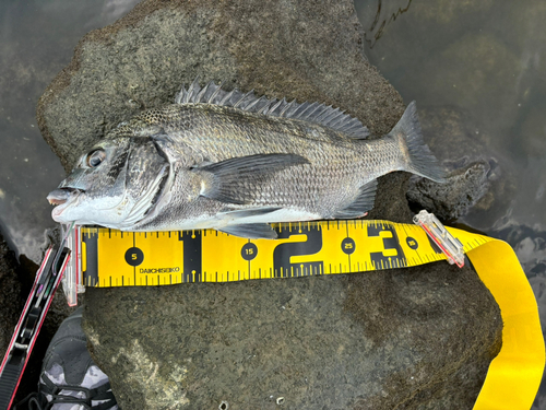 チヌの釣果