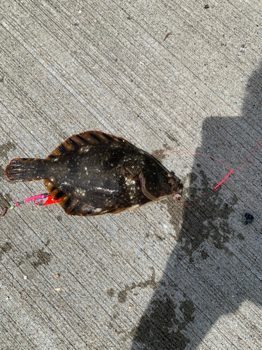 マツカワの釣果