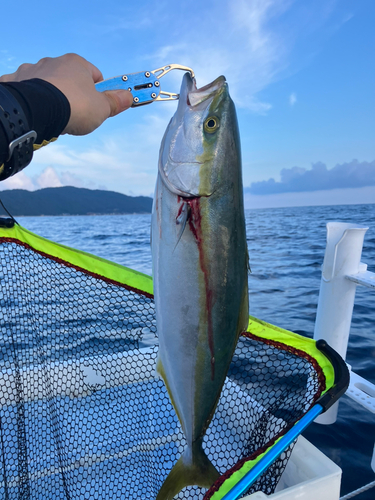 ハマチの釣果