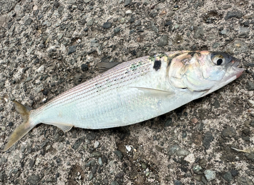 コノシロの釣果