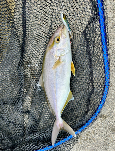 ショッコの釣果