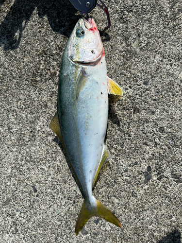 ワカシの釣果