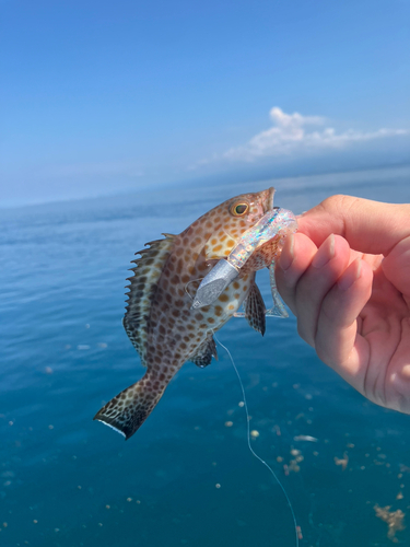 オオモンハタの釣果