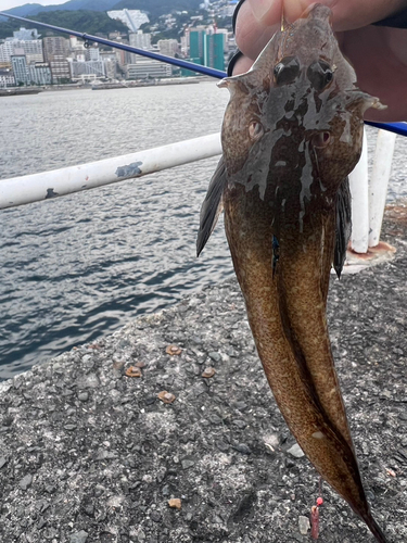 コチの釣果