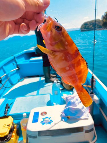 アカハタの釣果