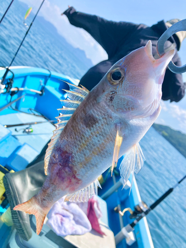 イトフエフキの釣果