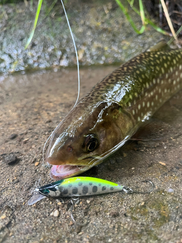 アメマスの釣果