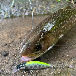 アメマス