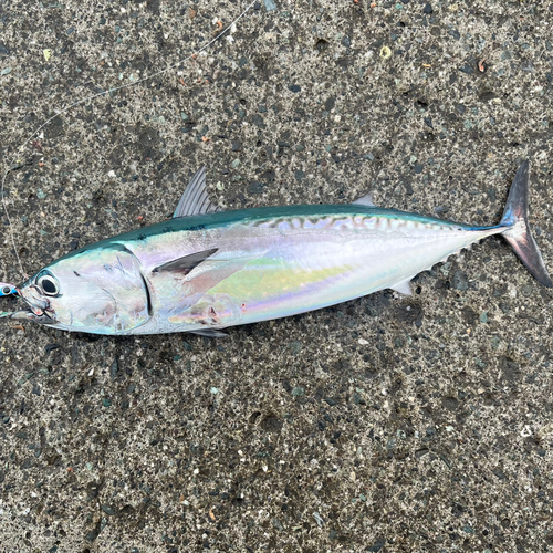 ソウダガツオの釣果