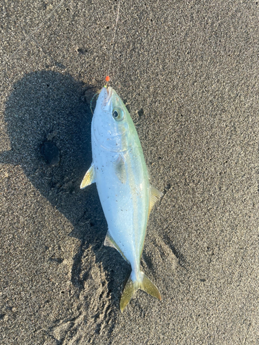 ワカシの釣果