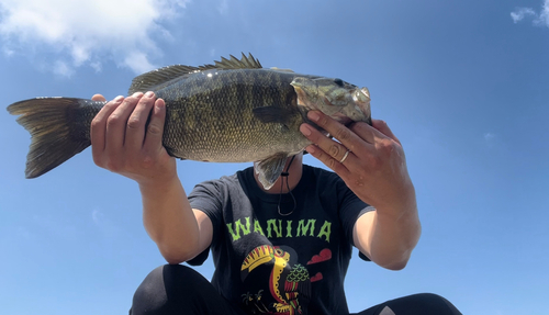 スモールマウスバスの釣果