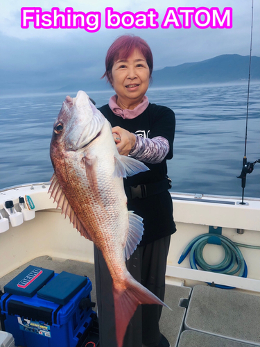 マダイの釣果