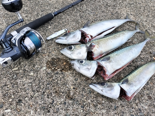 サバの釣果