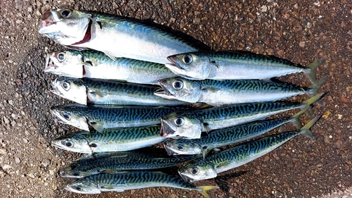 サバの釣果