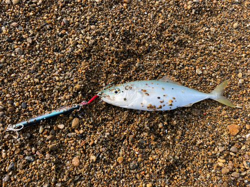 ツバスの釣果