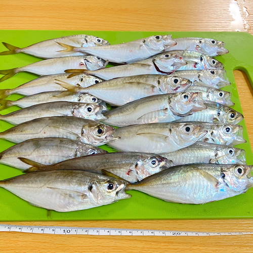 アジの釣果