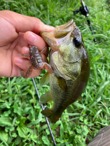 ラージマウスバスの釣果