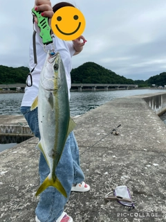 イナダの釣果