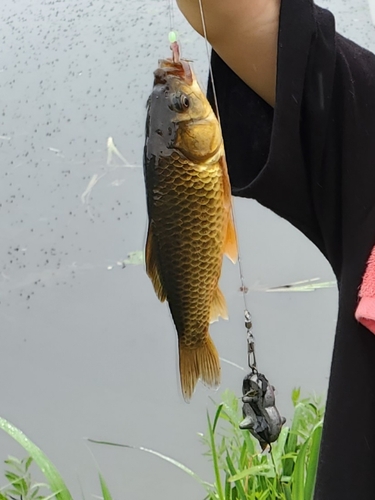 マブナの釣果