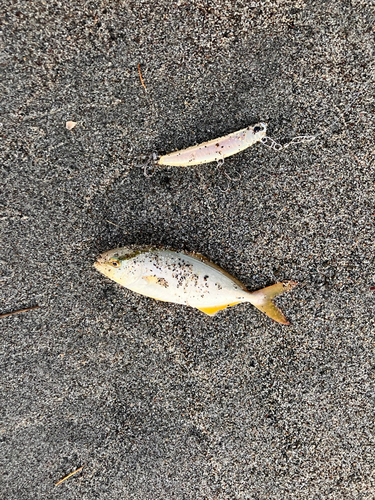 ショゴの釣果