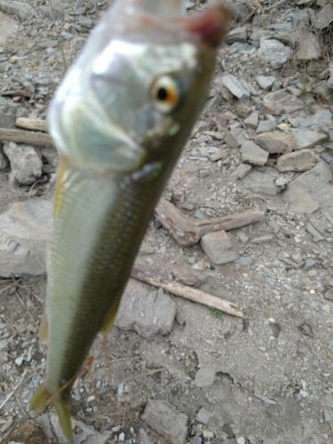 ハスの釣果