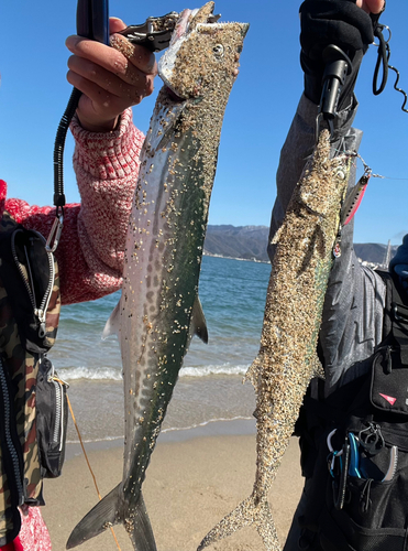 サゴシの釣果