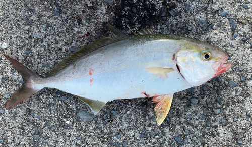 ショゴの釣果