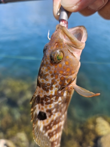 キジハタの釣果