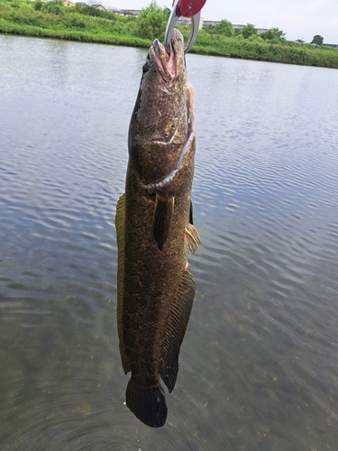 ライギョの釣果