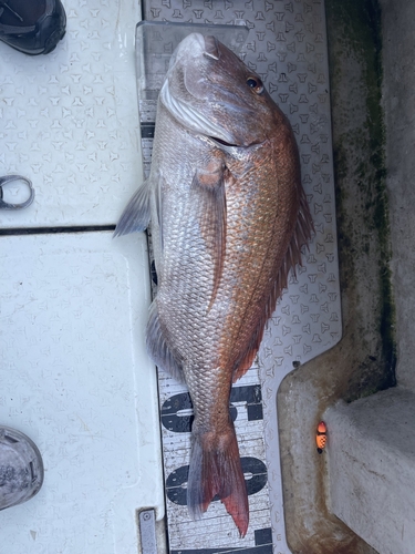 マダイの釣果