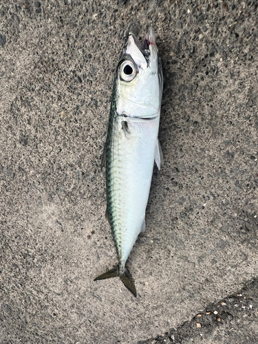 サバの釣果