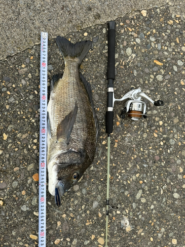 クロダイの釣果