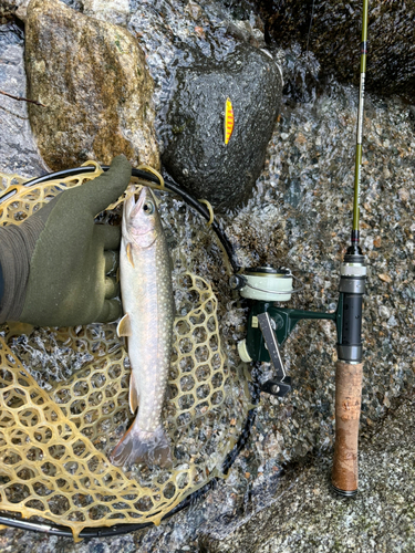 イワナの釣果